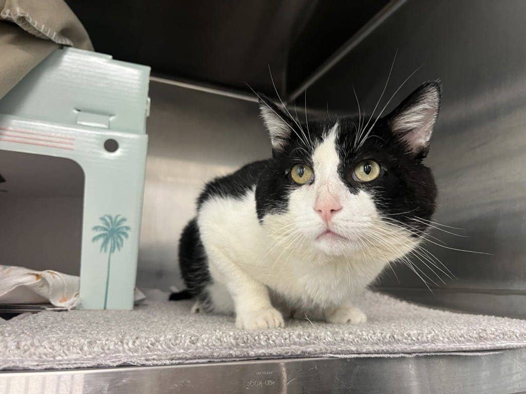 Zeus - Domestic Short Hair available for adoption