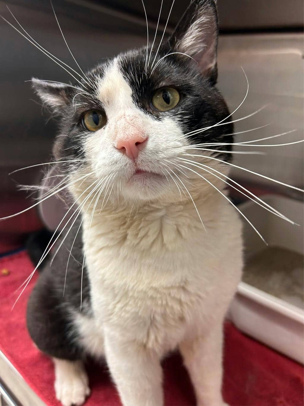 Zeus - Domestic Short Hair available for adoption