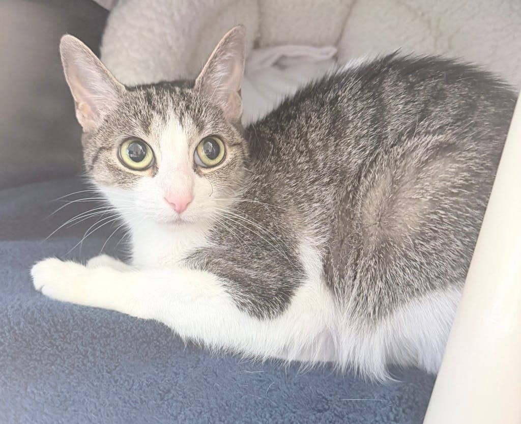Earla - Domestic Short Hair available for adoption