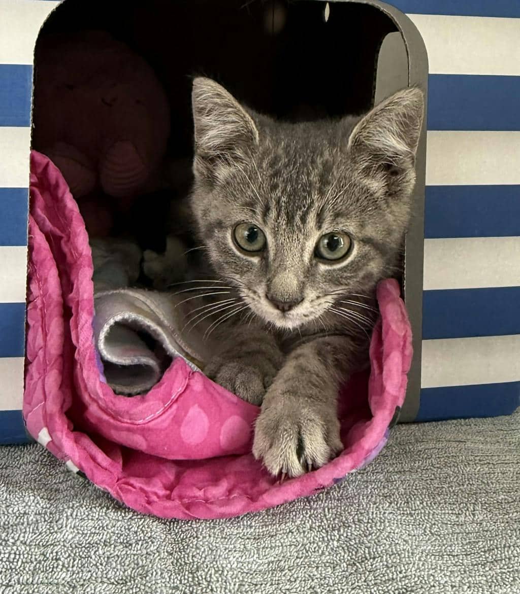 Elvis Purresley - Domestic Short Hair cat available for adoption at Ontario SPCA (Ottawa Area) in Cornwall