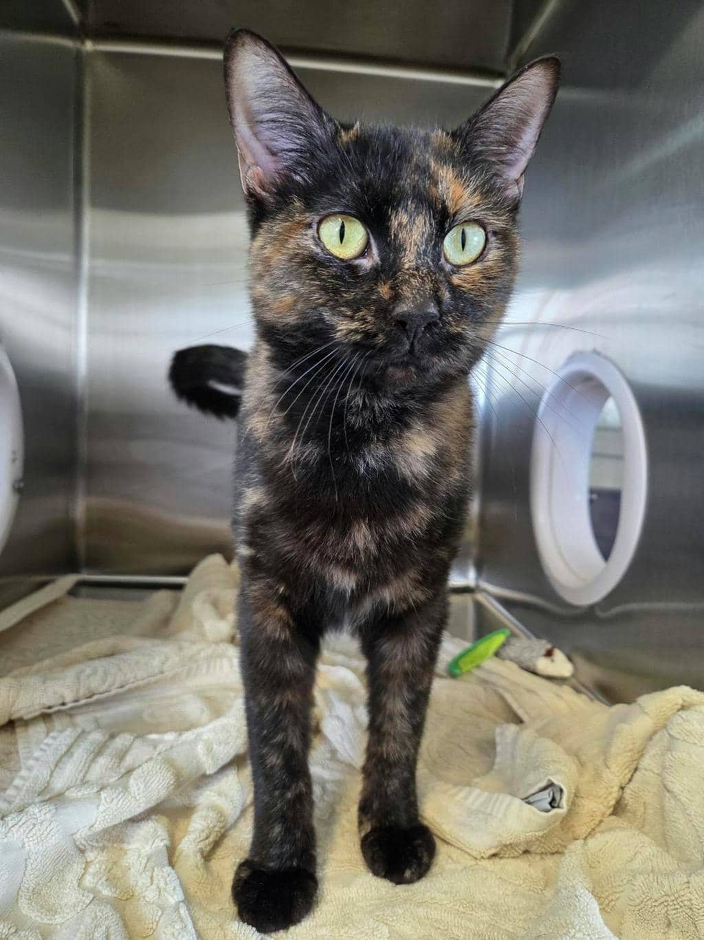 Ann Perkins - Domestic Short Hair cat available for adoption at Ontario SPCA (Central Ontario) in Midland