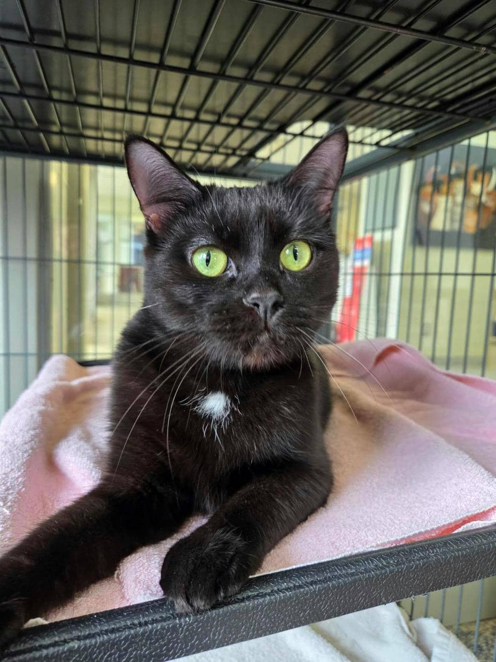 Leslie Knope - Domestic Short Hair available for adoption