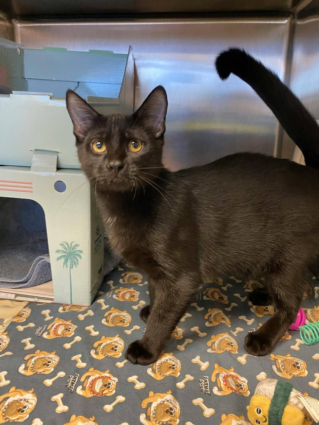 Ron Swanson - Domestic Short Hair cat available for adoption at Ontario SPCA (Sudbury) in Sudbury
