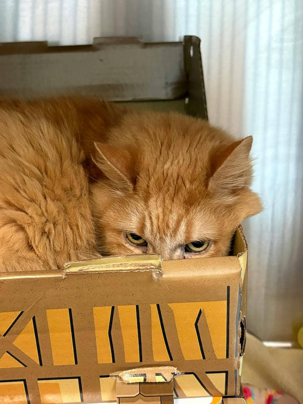 Jake - Domestic Short Hair available for adoption