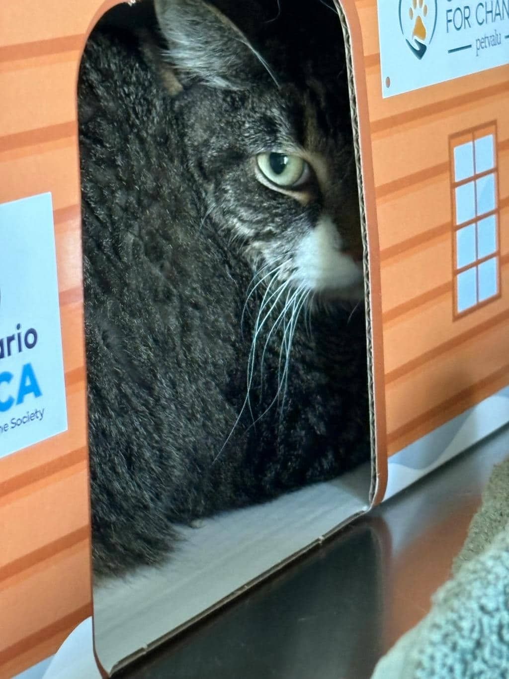 Jesse - Domestic Short Hair cat available for adoption at Ontario SPCA (Central Ontario) in Midland