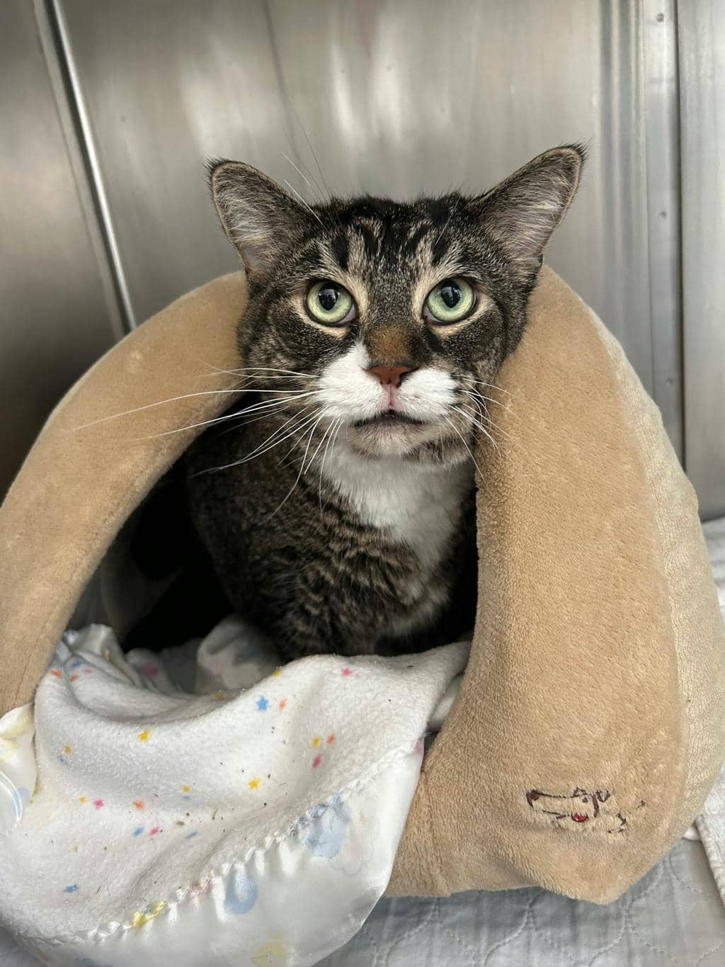 Jesse - Domestic Short Hair available for adoption