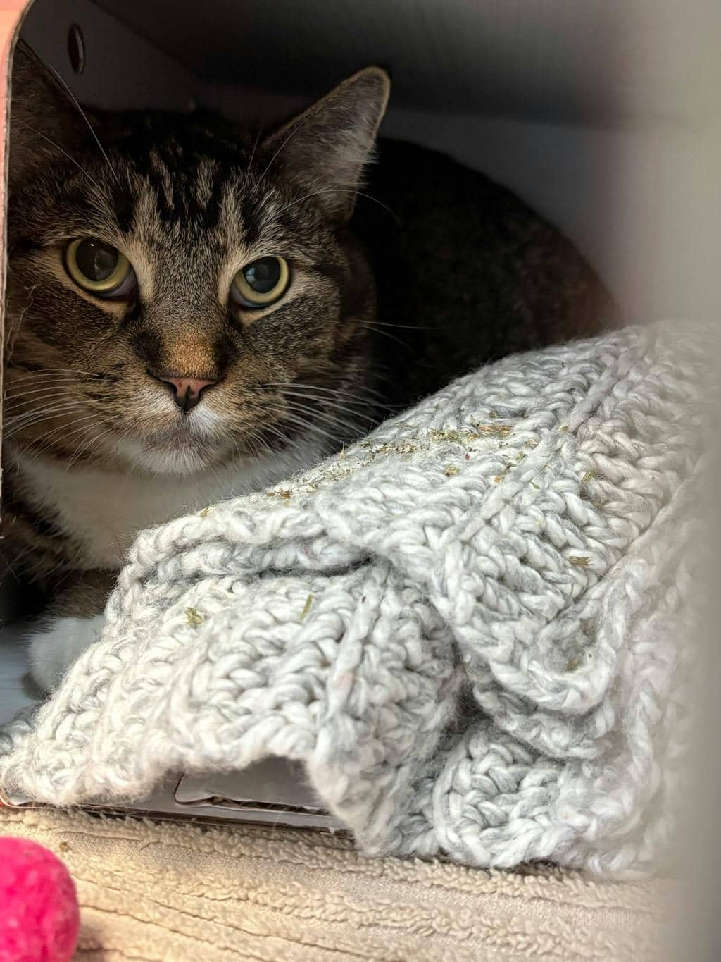 James - Domestic Short Hair cat available for adoption at Ontario SPCA (Central Ontario) in Midland