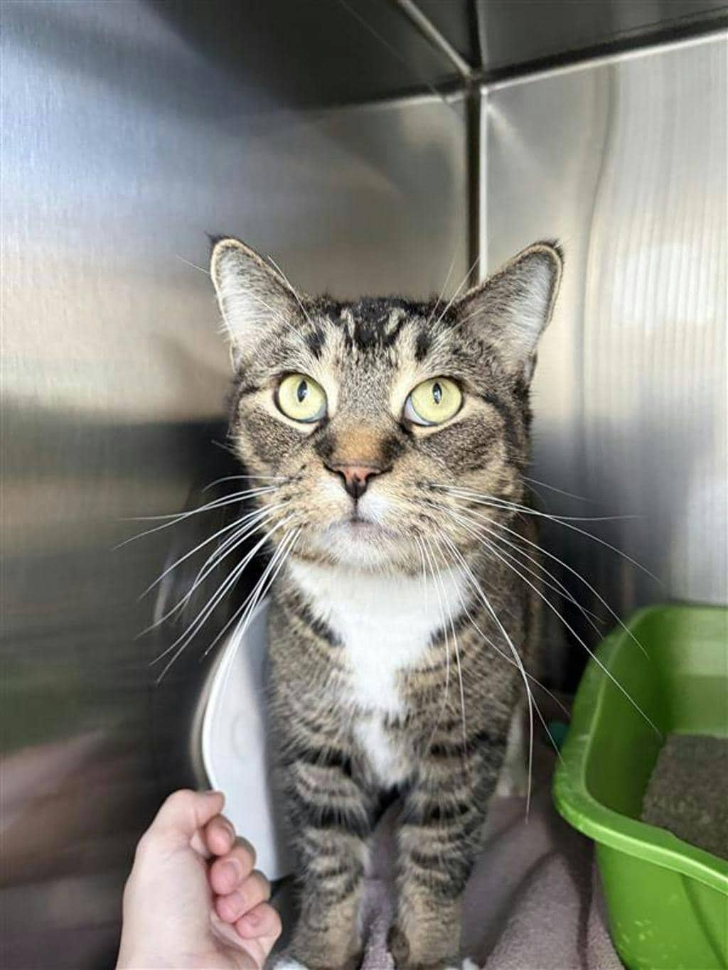 James - Domestic Short Hair available for adoption