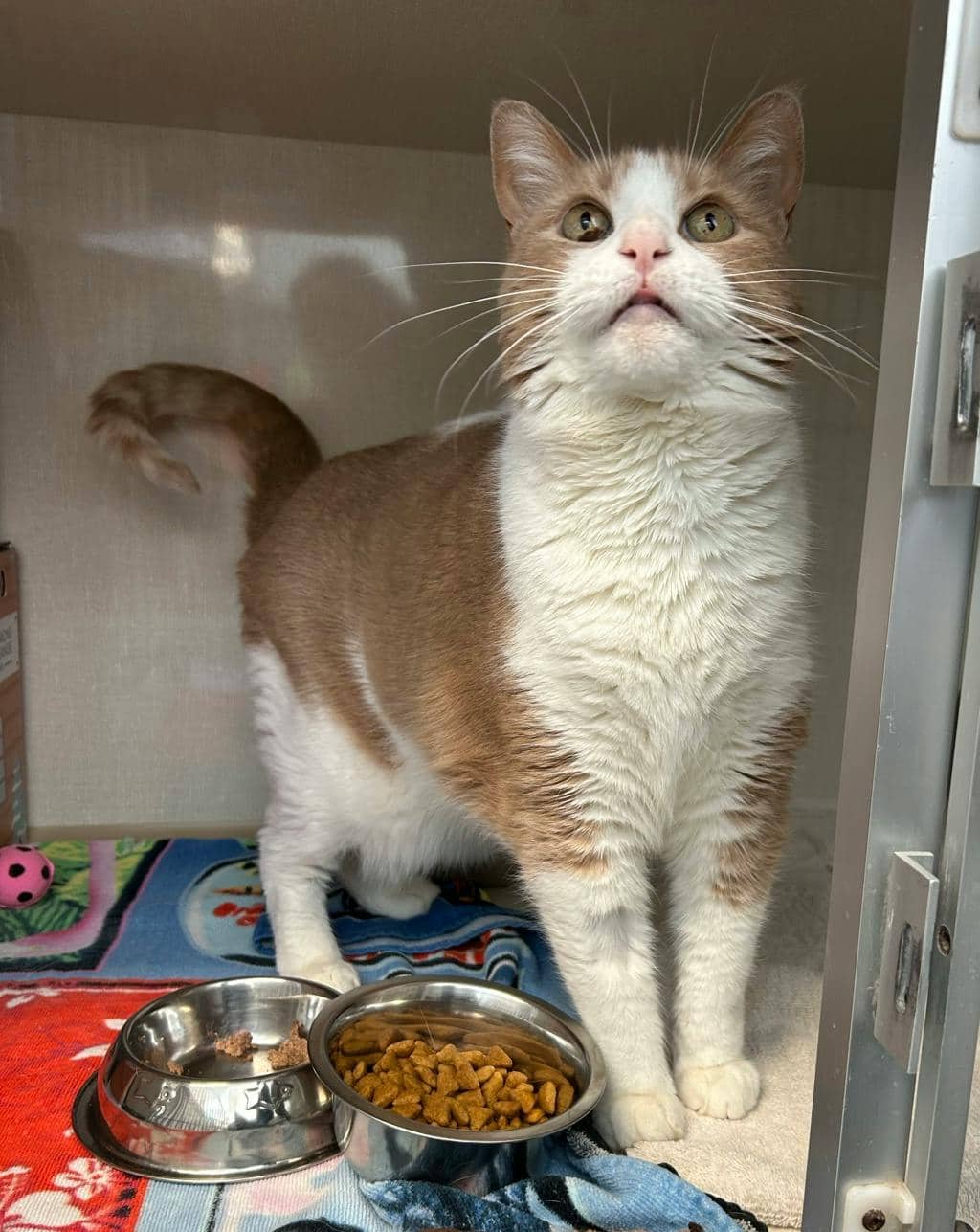 Adrien - Domestic Short Hair cat available for adoption at Ontario SPCA (Central Ontario) in Midland