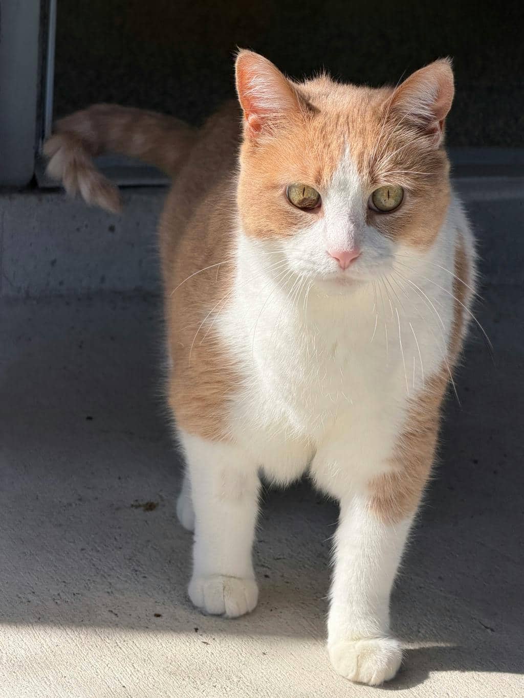 Adrien - Domestic Short Hair available for adoption