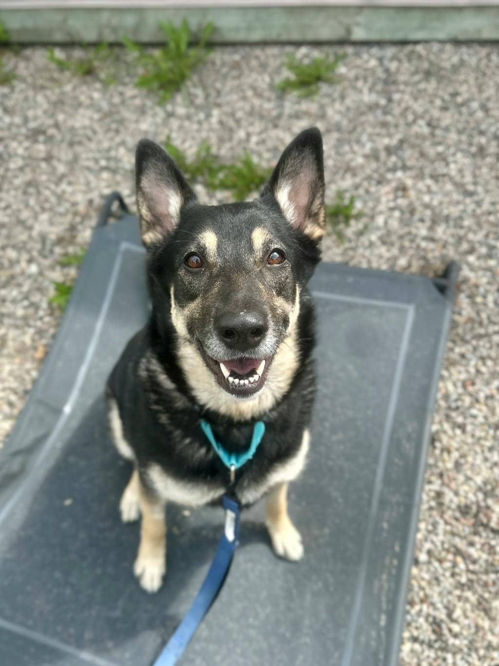 Siri - German Shepherd available for adoption in Ontario