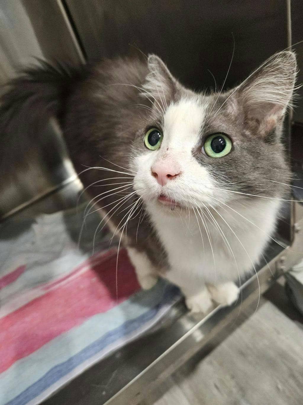 Willow - Domestic Longhair available for adoption
