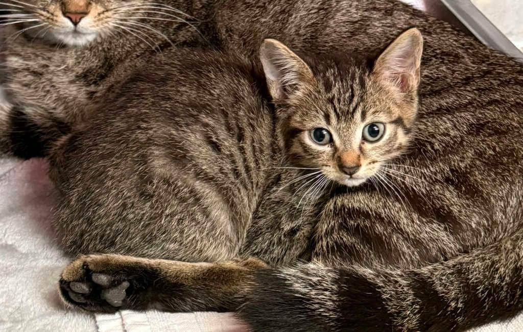 Percy - Domestic Short Hair cat available for adoption in Ontario