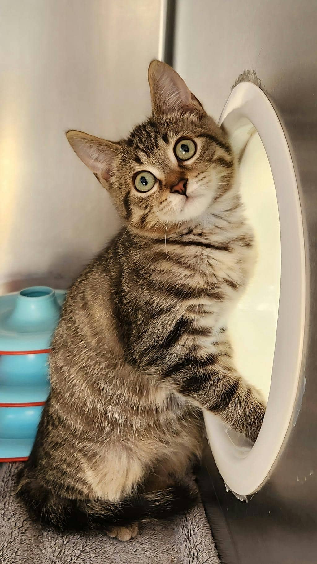 Percy (PetSmart Innes) - Domestic Short Hair available for adoption