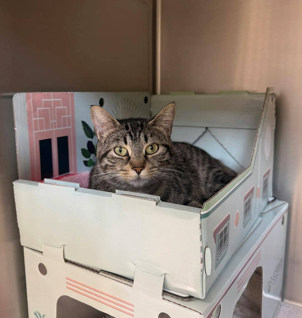 Comet - Domestic Short Hair available for adoption