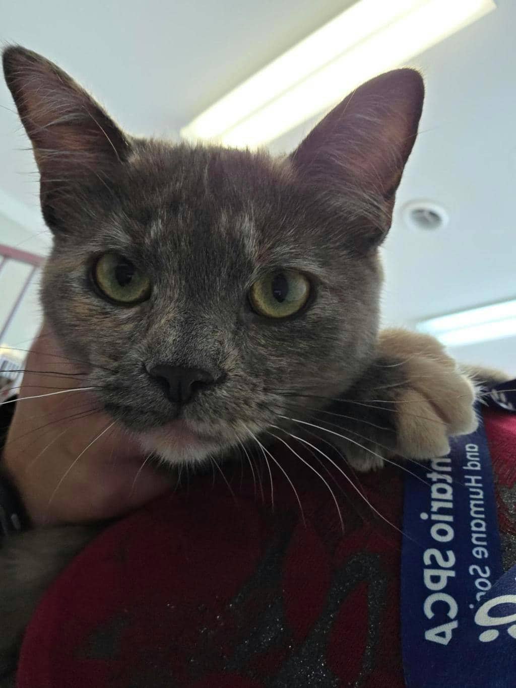 Billie - Domestic Short Hair available for adoption