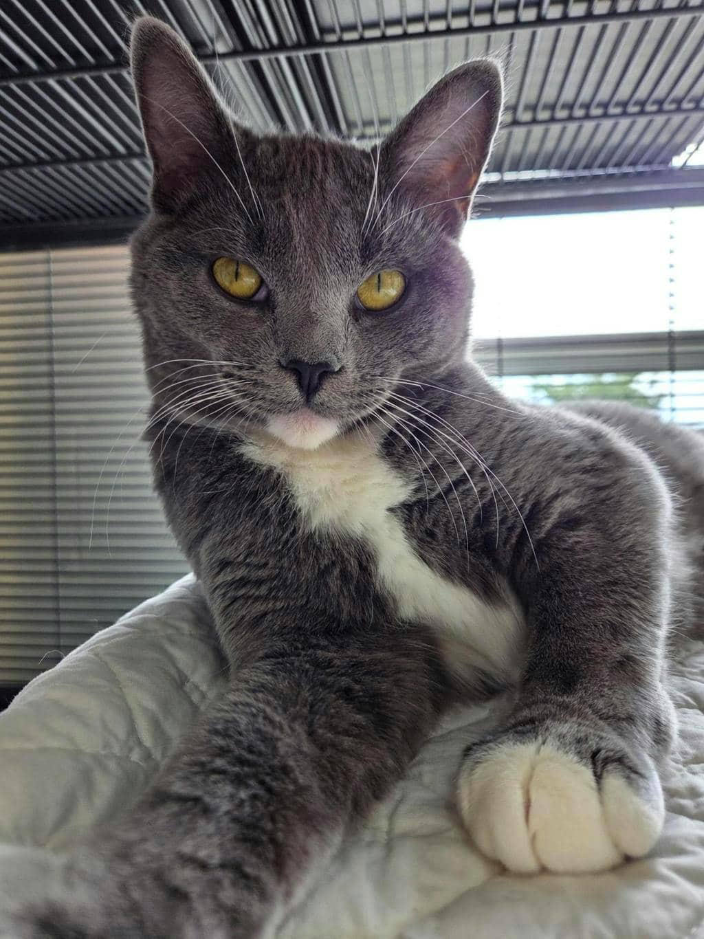 Butter - Domestic Short Hair available for adoption
