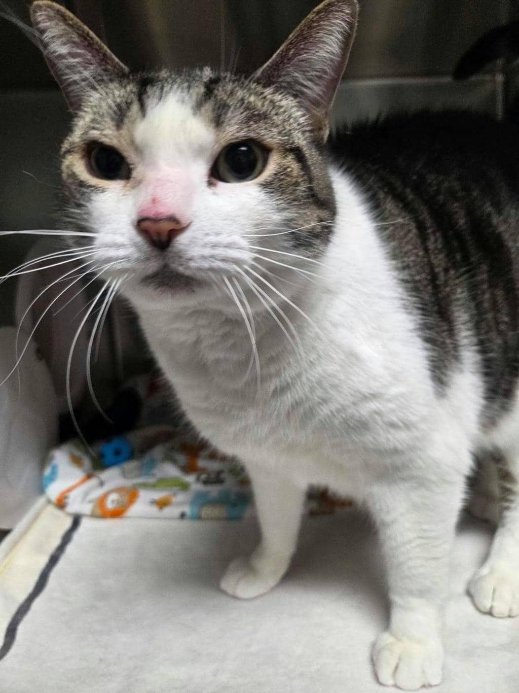 Purrcy - Domestic Short Hair cat available for adoption at Ontario SPCA (Central Ontario) in Midland