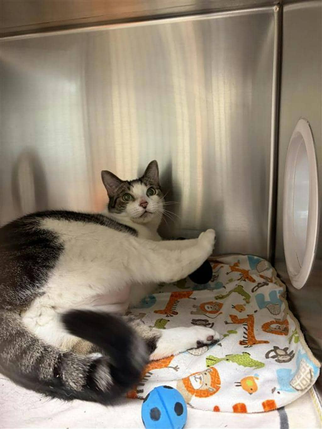 Purrcy - Domestic Short Hair available for adoption
