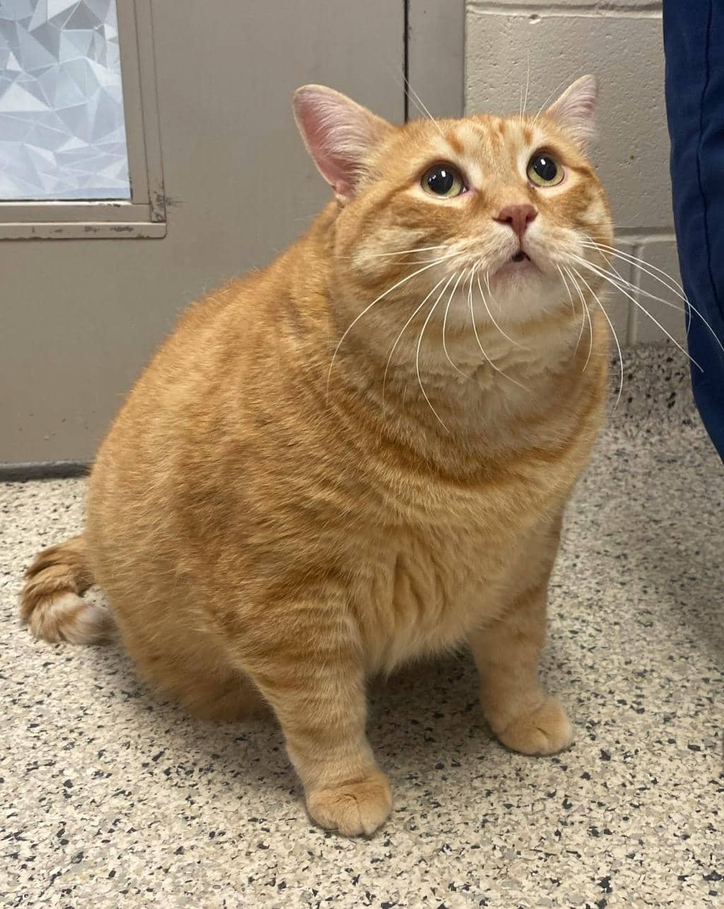 Téo - Domestic Short Hair available for adoption