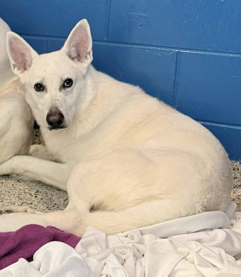 Aries - White Swiss Shepherd (Berger Blanc Suisse) available for adoption in Calgary
