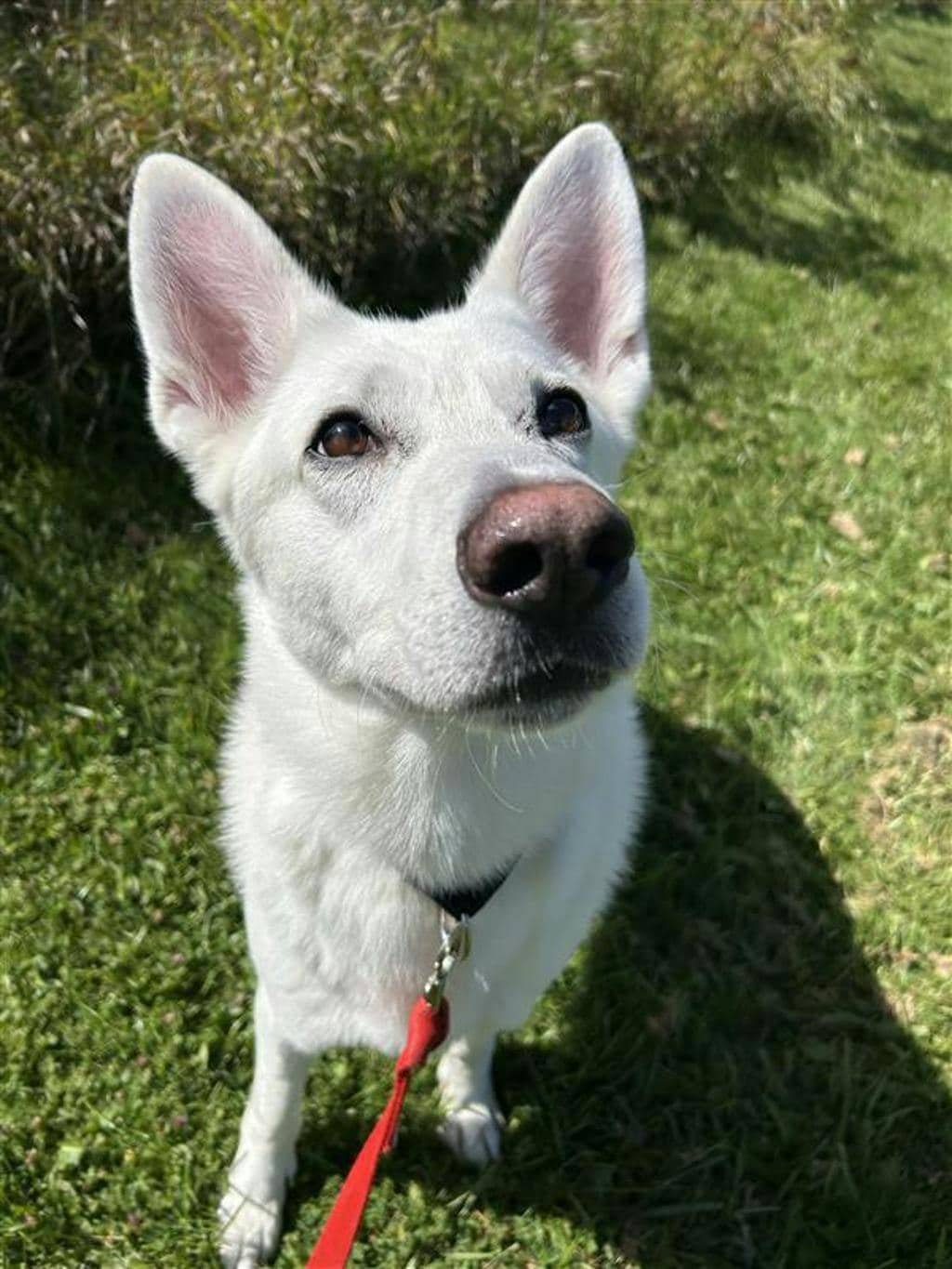 Aries - White Swiss Shepherd (Berger Blanc Suisse) available for adoption in Ontario