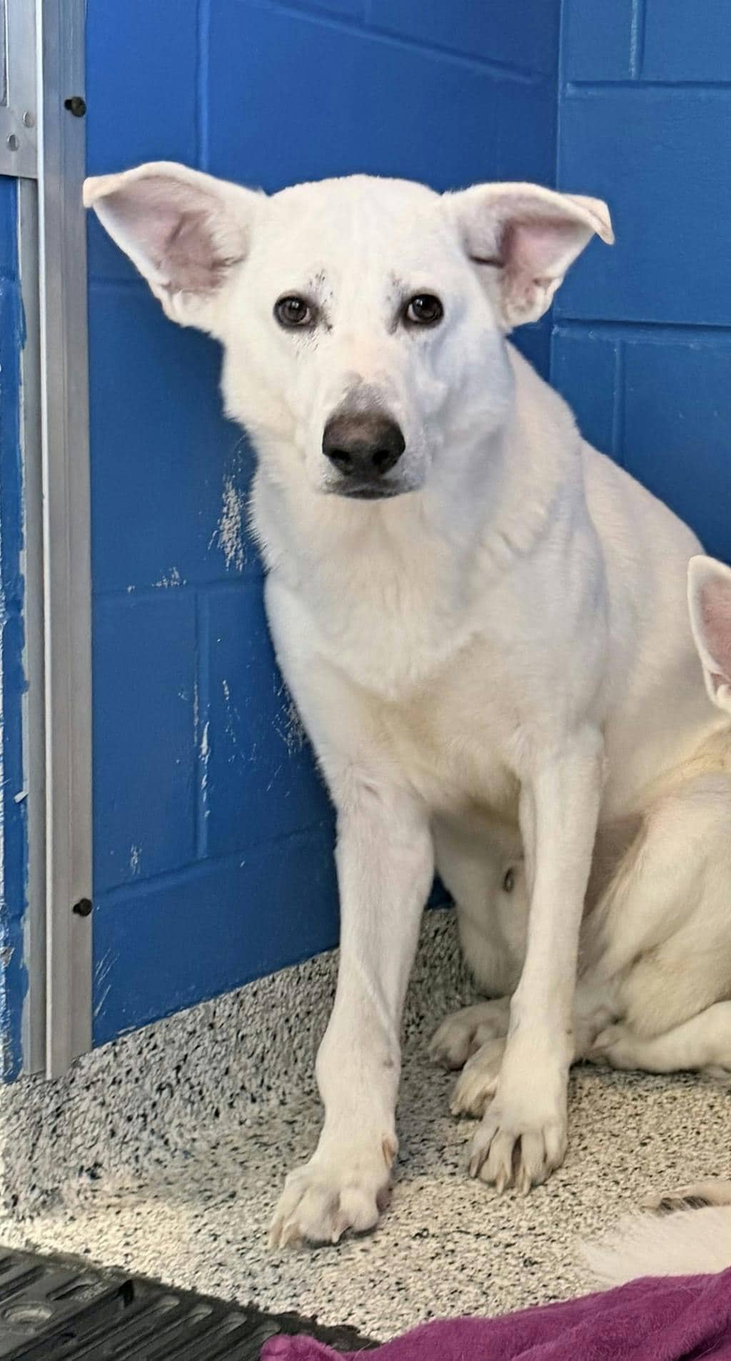 Apollo - White Swiss Shepherd (Berger Blanc Suisse) available for adoption in Calgary