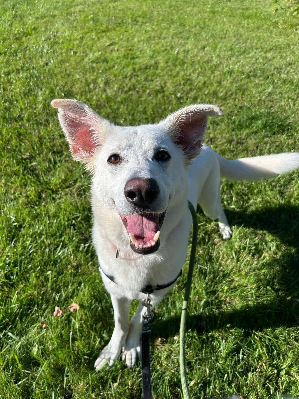 Apollo - White Swiss Shepherd (Berger Blanc Suisse) available for adoption in Ontario