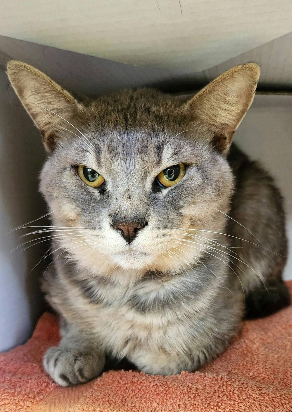 Shadow - Domestic Short Hair available for adoption