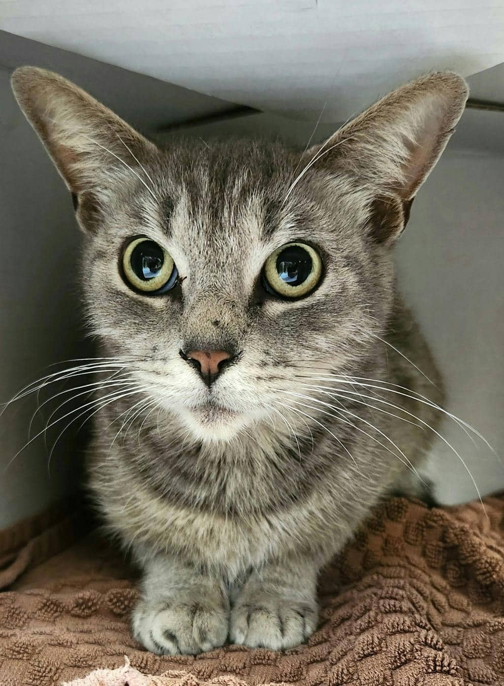 Hope - Domestic Short Hair cat available for adoption at Ontario SPCA (Ottawa Area) in Cornwall