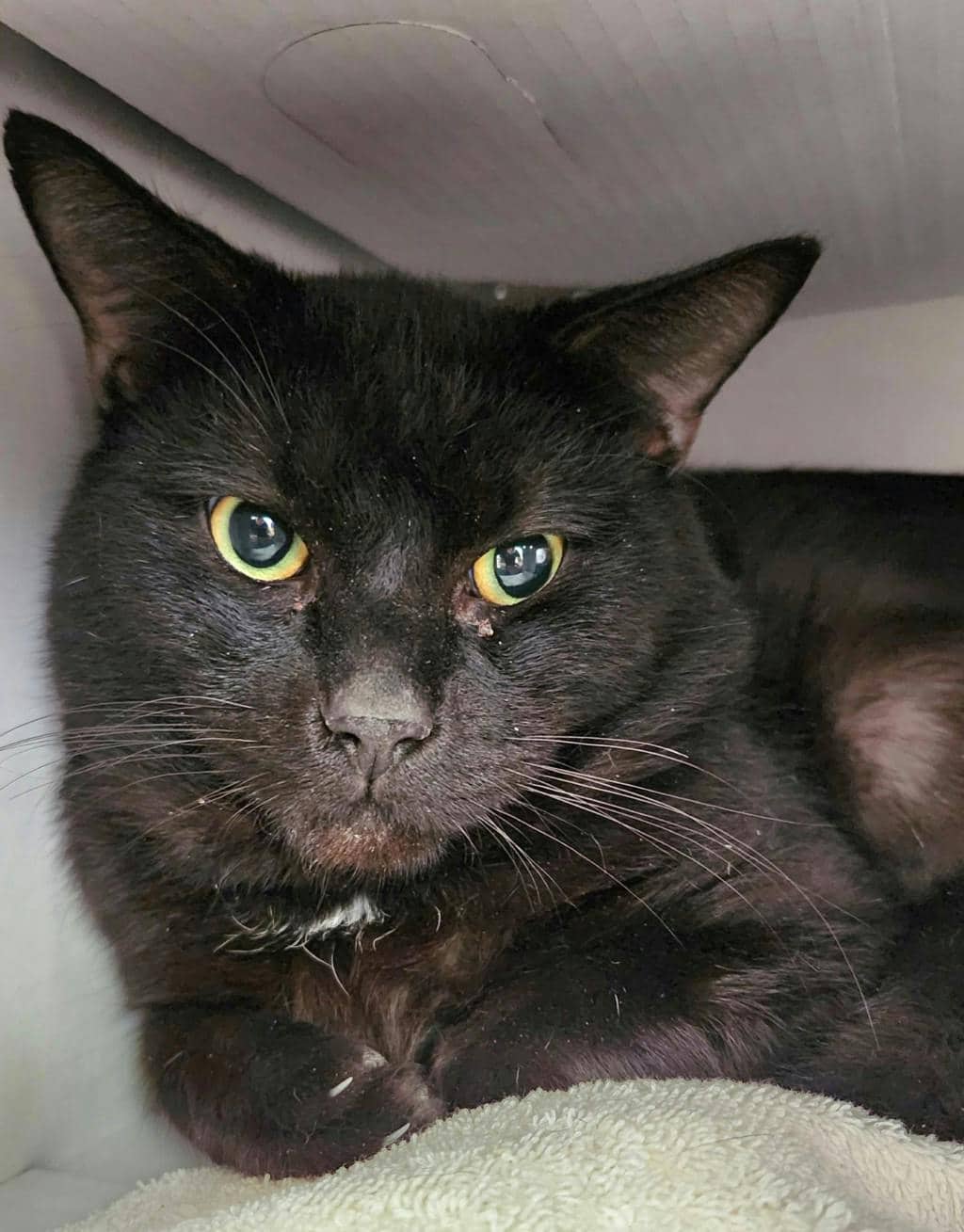 Moonie - Domestic Short Hair available for adoption