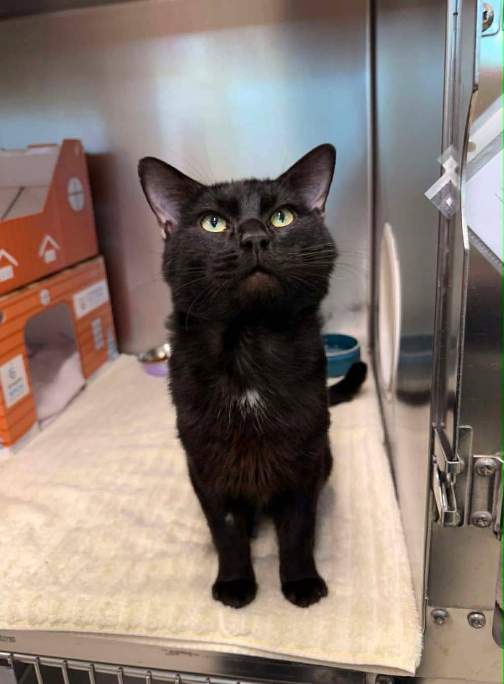 Moonie - Domestic Short Hair cat available for adoption in Ontario