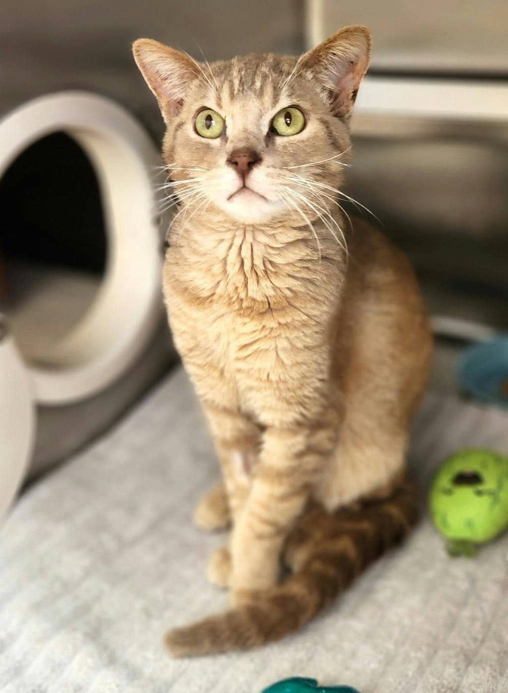 Benny - Domestic Short Hair available for adoption