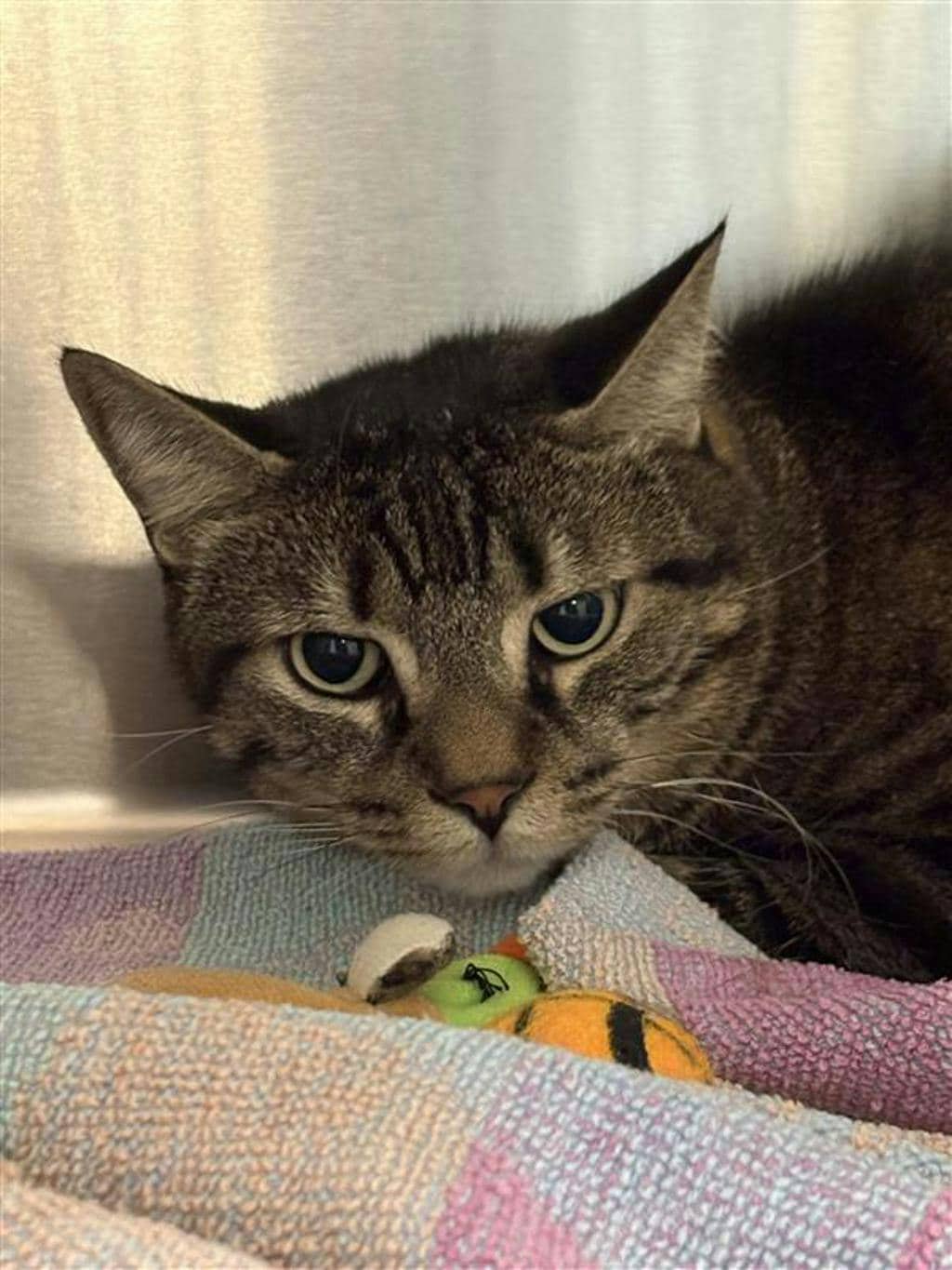 Jack - Domestic Short Hair cat available for adoption at Ontario SPCA (Central Ontario) in Midland