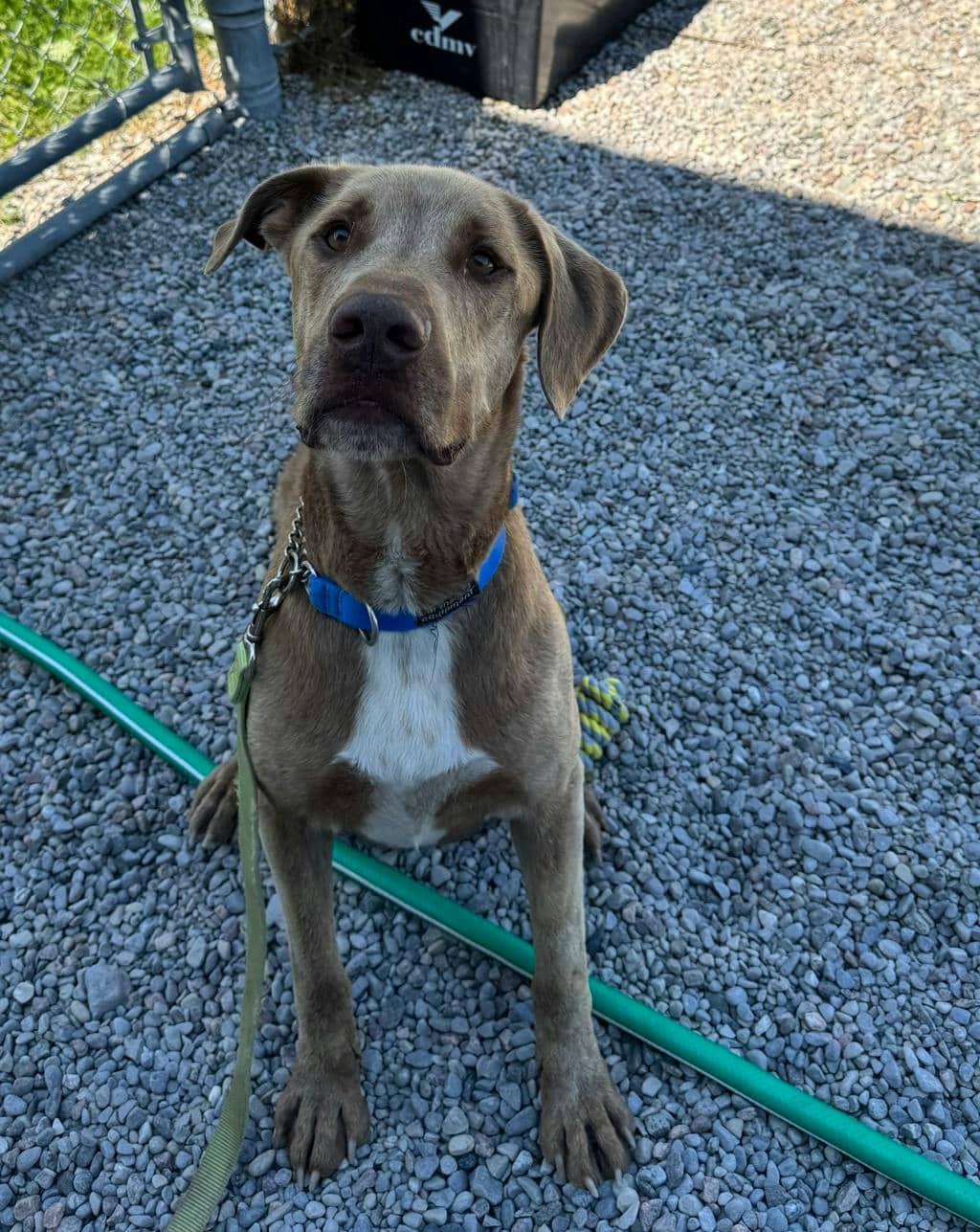 Blue - Labrador available for adoption in Calgary
