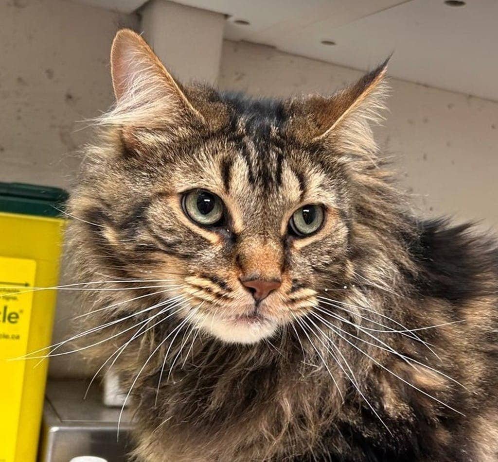 Buddy - Domestic Medium Hair cat available for adoption at Ontario SPCA (Sudbury) in Sudbury