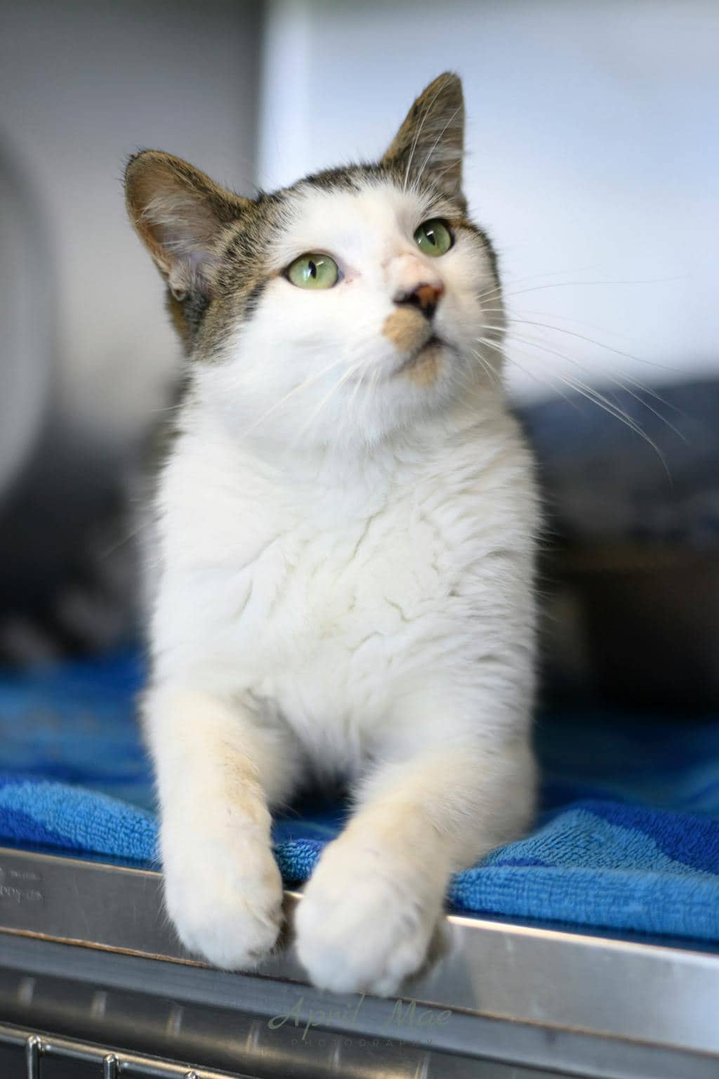 Lion - Domestic Short Hair cat available for adoption in Calgary