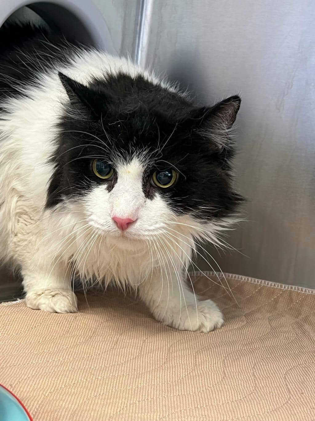 Milk - Domestic Longhair cat available for adoption in Ontario