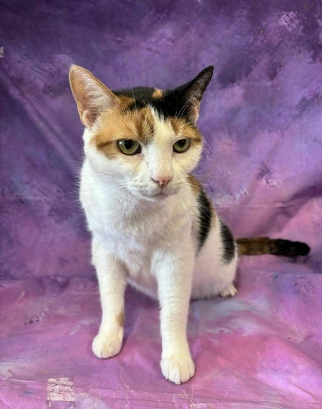 Sola - Domestic Short Hair cat available for adoption at Ontario SPCA & Humane Society in Napanee