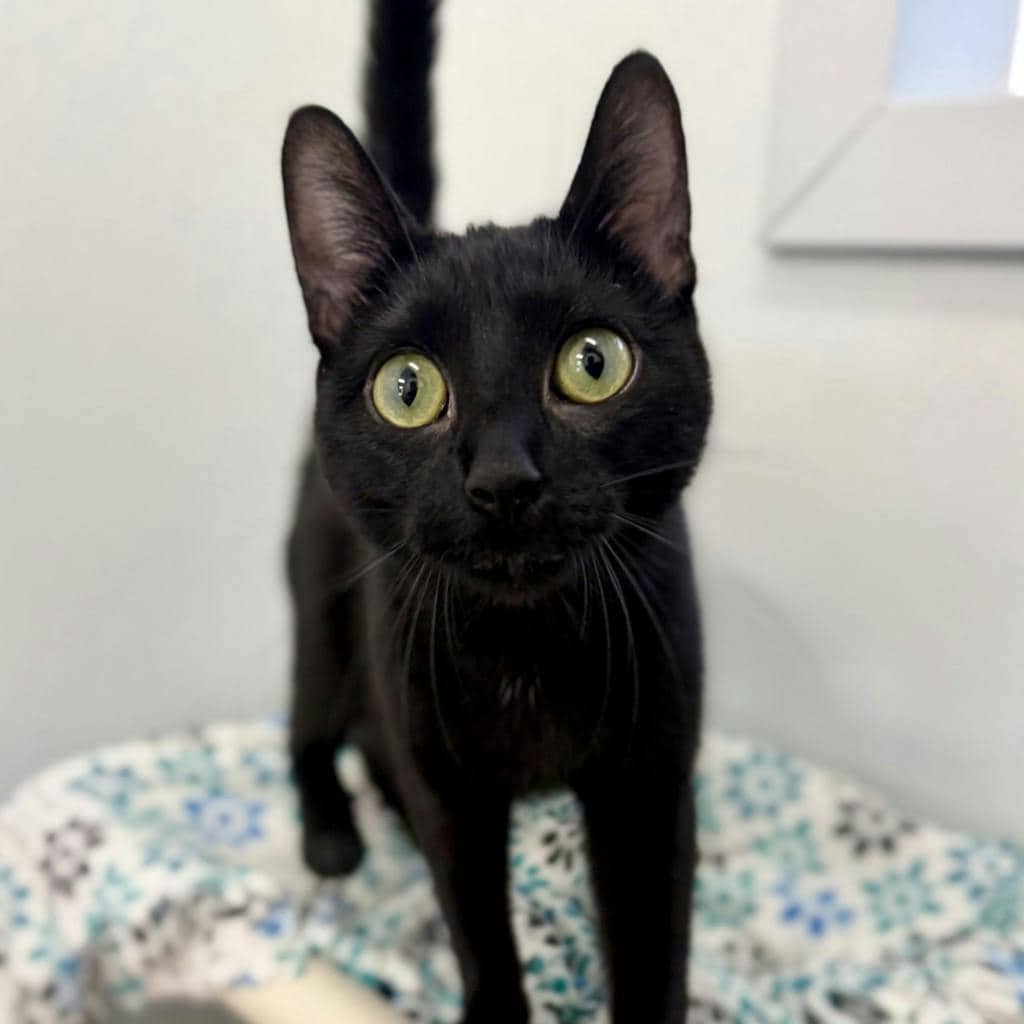 Lady Grey - Domestic Short Hair available for adoption