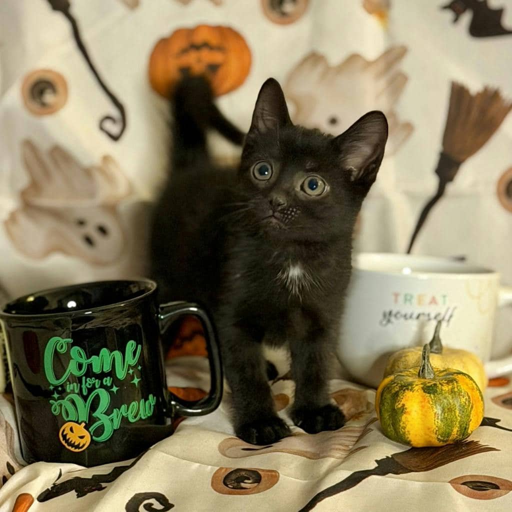 Cappuccino - Domestic Short Hair cat available for adoption at Ontario SPCA (Ottawa Area) in Brockville