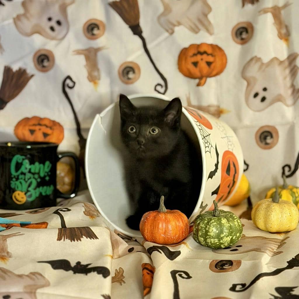 Mocha - Domestic Short Hair available for adoption