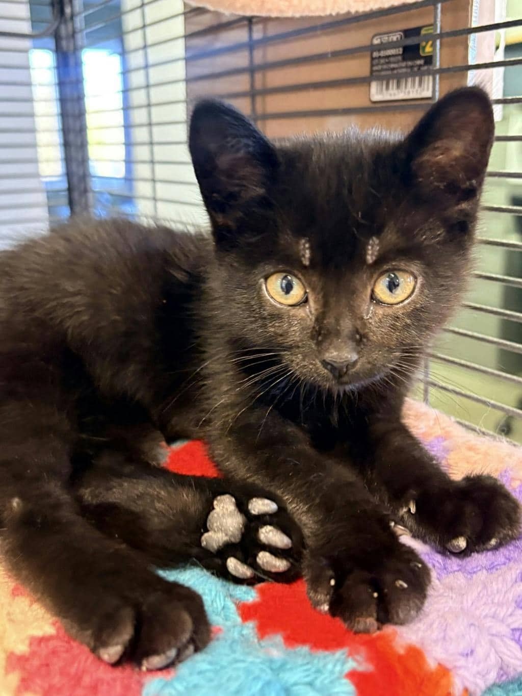 Mocha - Domestic Short Hair available for adoption