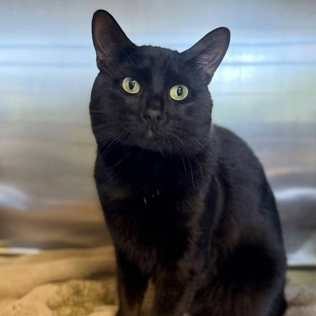 Ivan - Domestic Short Hair cat available for adoption at Ontario SPCA (Ottawa Area) in Brockville