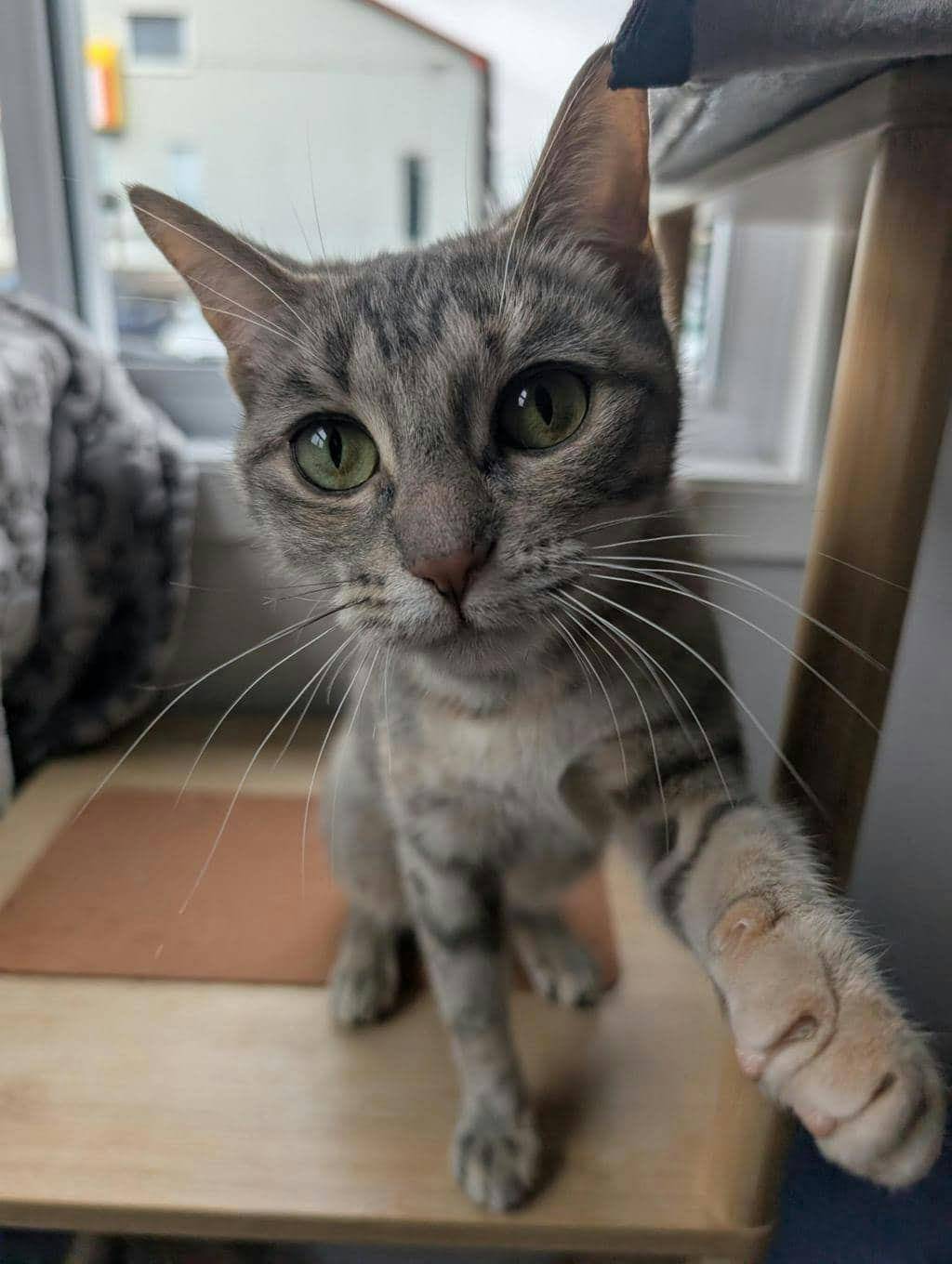 Sprout - Domestic Short Hair cat available for adoption at Ontario SPCA (Central Ontario) in Orillia