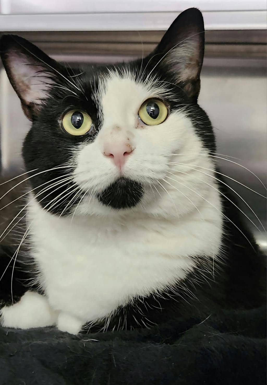 Duchess (PetSmart Cornwall) - Domestic Short Hair cat available for adoption at Ontario SPCA (Ottawa Area) in Cornwall