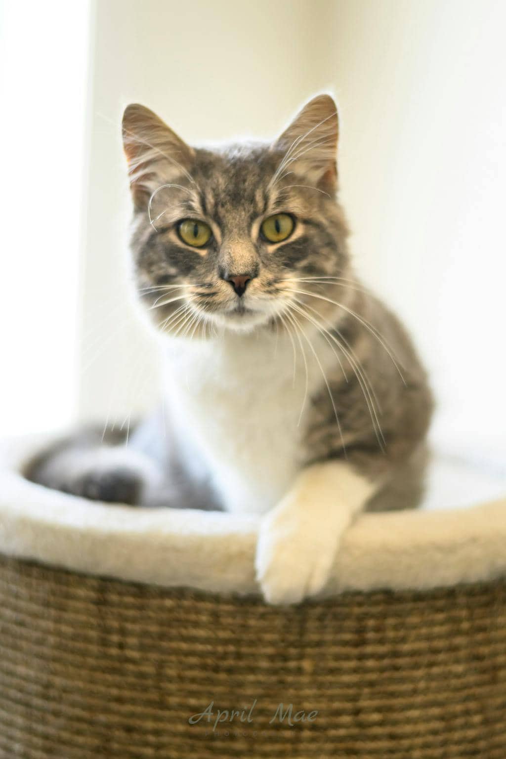 Lover Boy (petsmart) - Domestic Medium Hair cat available for adoption in Calgary