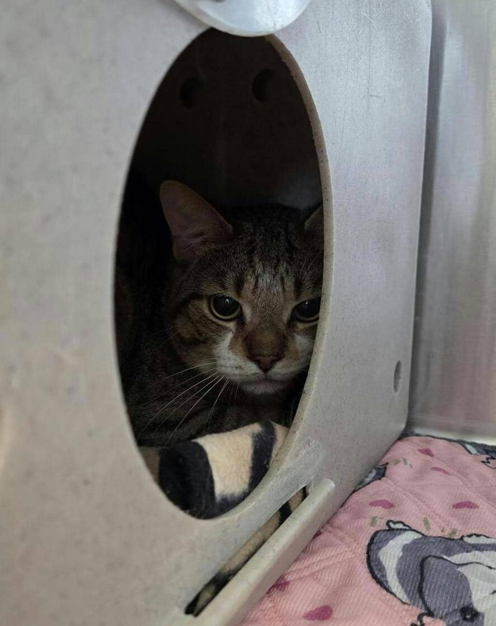 Panini - Domestic Short Hair cat available for adoption in Calgary