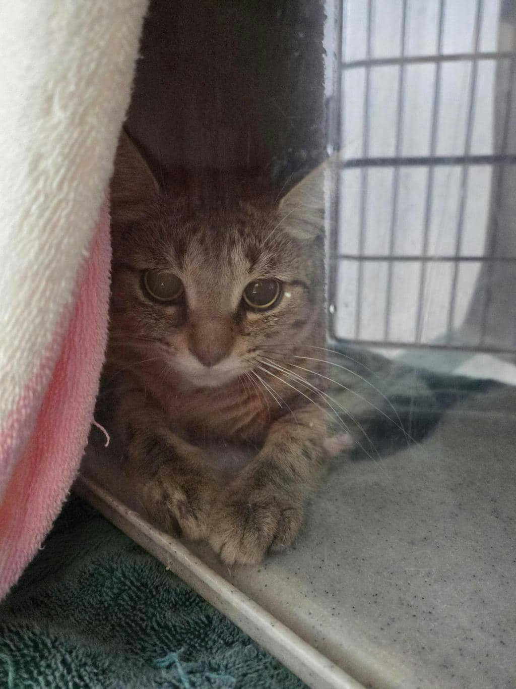 Squirrel - Domestic Short Hair cat available for adoption in Calgary