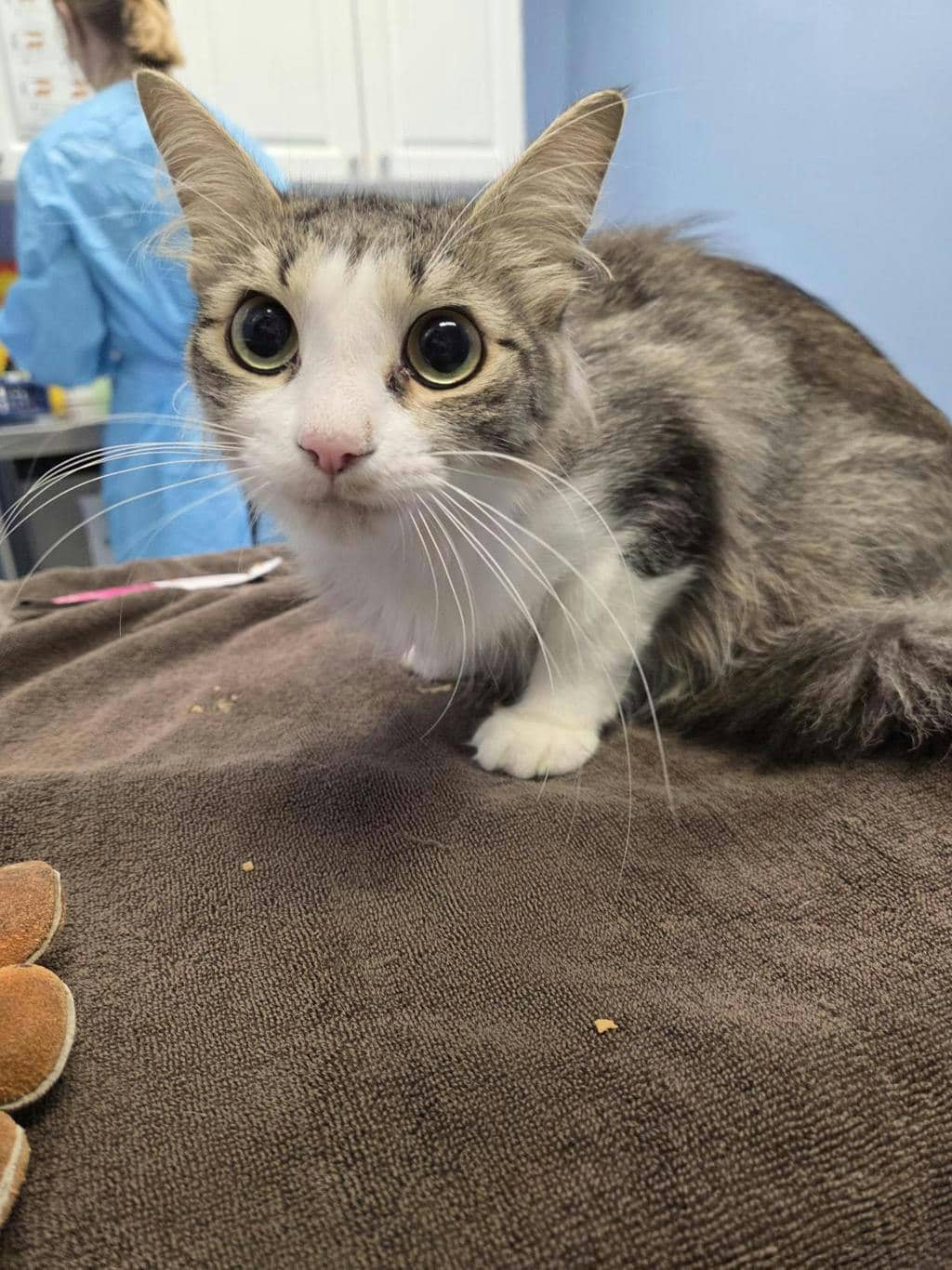 Talia - Domestic Medium Hair cat available for adoption at Ontario SPCA (Toronto Area) in Stouffville